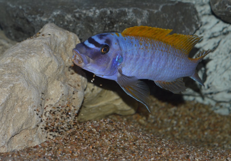 Labeotropheus trewavasae 'Zimbawe Rock'